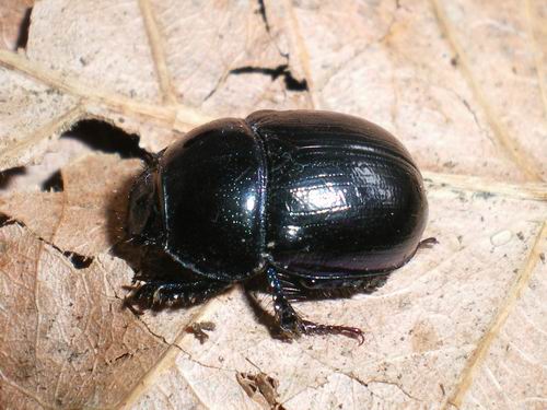 Anoplotrupes stercorosus